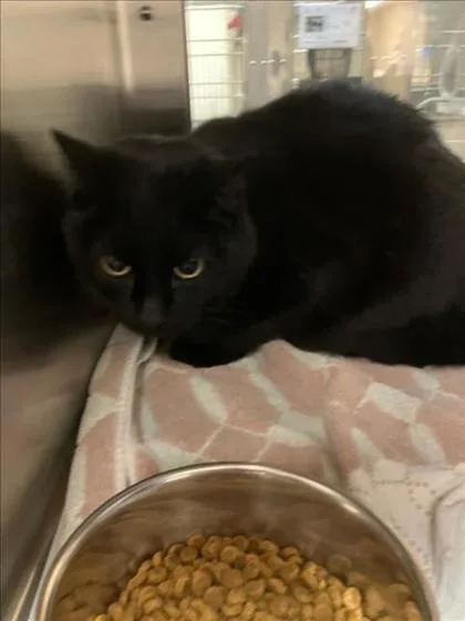 An adult large-sized female Black Domestic Short Hair cat named Tea Cup for adoption in Wichita, KS
