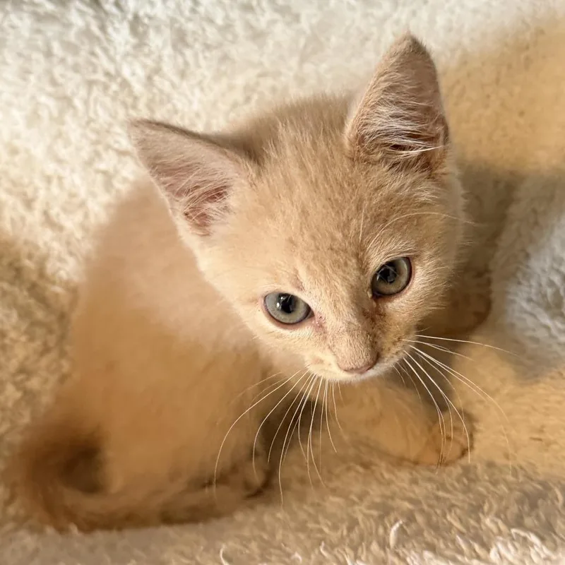 A baby small-sized female Buff / Tan / Fawn Domestic Short Hair cat named Toffee for adoption in Huntsville, AL
