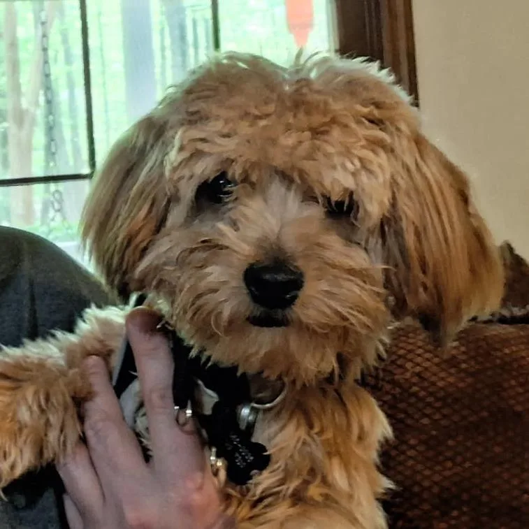 An adult small-sized male Yellow / Tan / Blond / Fawn Mixed Breed dog named Rusty for adoption in Columbus, GA