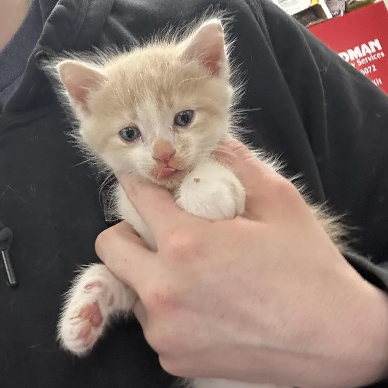 A baby small-sized male Orange / Red Domestic Long Hair cat named Vinspspent Van Gogh for adoption in Indianapolis, IN