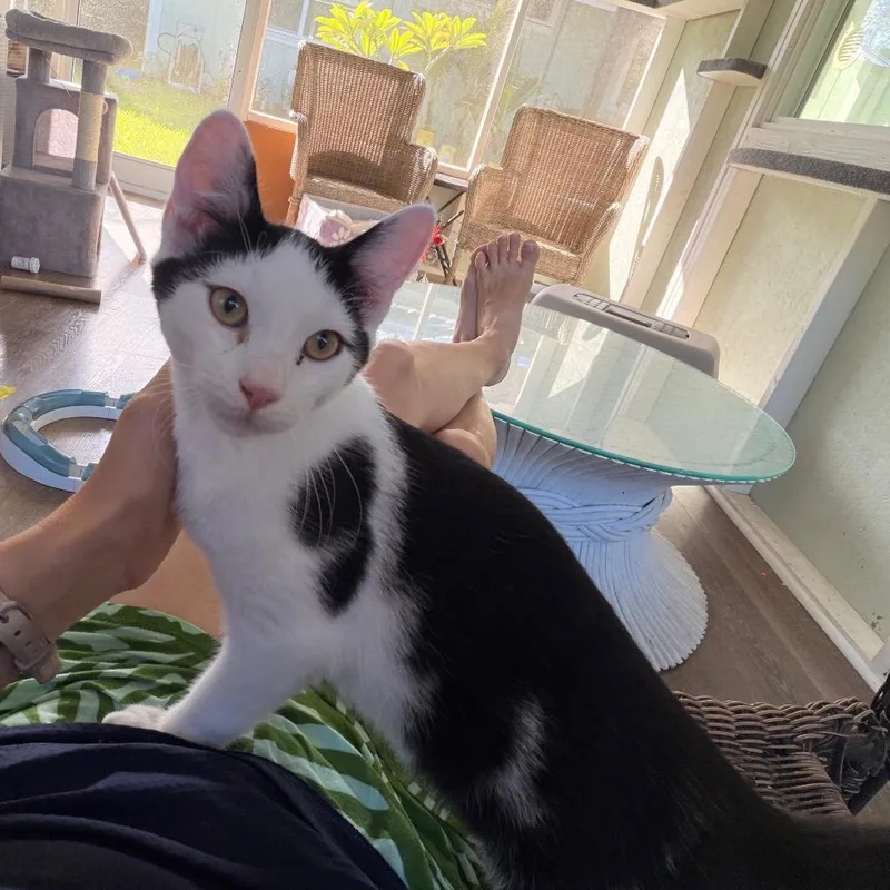 Ringo COHA thumbnail 3
