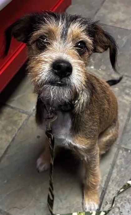 A baby small-sized male Brown / Chocolate Terrier dog named 61665765 for adoption in El Paso, TX