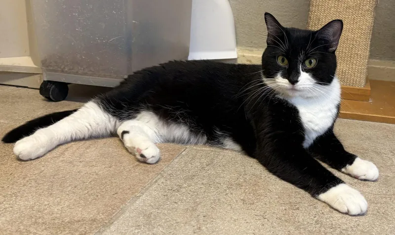 An adult large-sized female Black & White / Tuxedo Domestic Short Hair cat named Pickles for adoption in Kansas City, MO