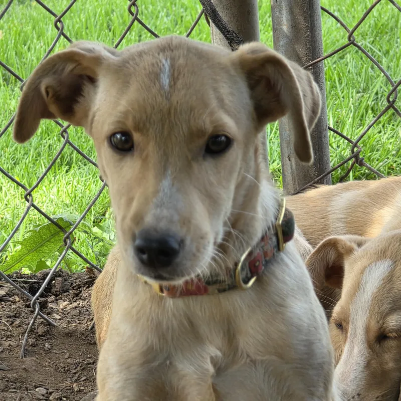 A baby medium-sized female Yellow / Tan / Blond / Fawn Collie dog named June for adoption in Evansville, WI