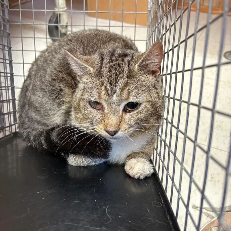 An adult medium-sized male Brown / Chocolate Domestic Short Hair cat named Feral Pluto for adoption in Columbiana, AL