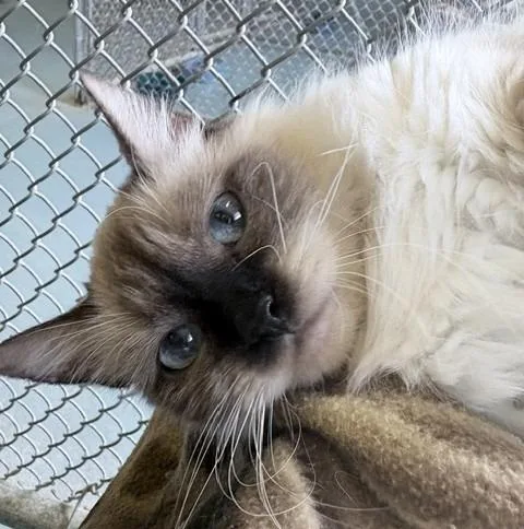 An adult medium-sized female Himalayan cat named Munchkin for adoption in Ogdensburg, NY