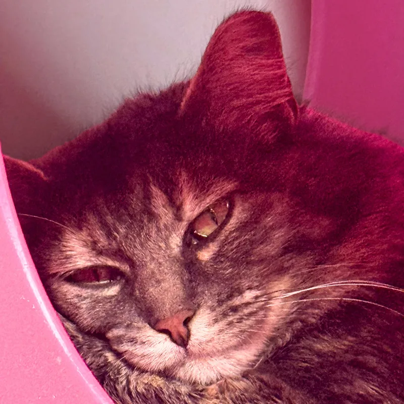 Capuchin thumbnail 2