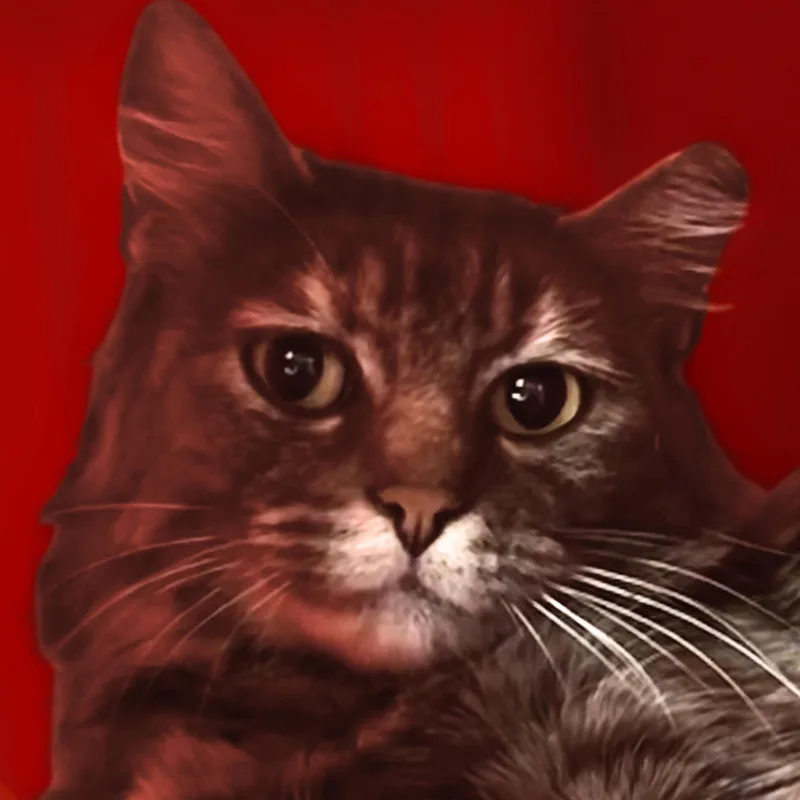 Capuchin thumbnail 3