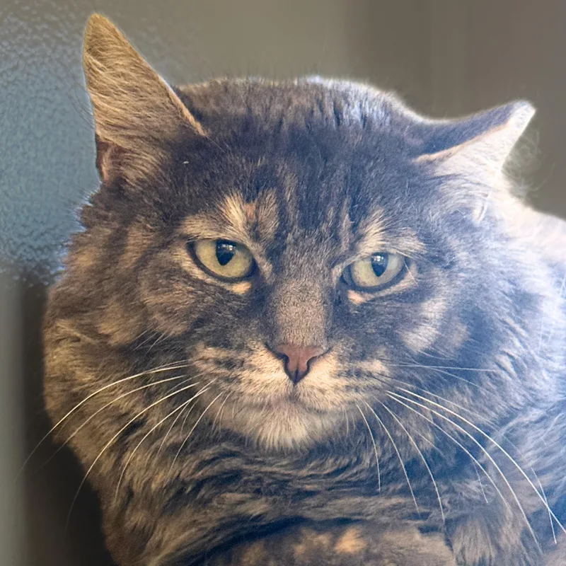 Capuchin thumbnail 6