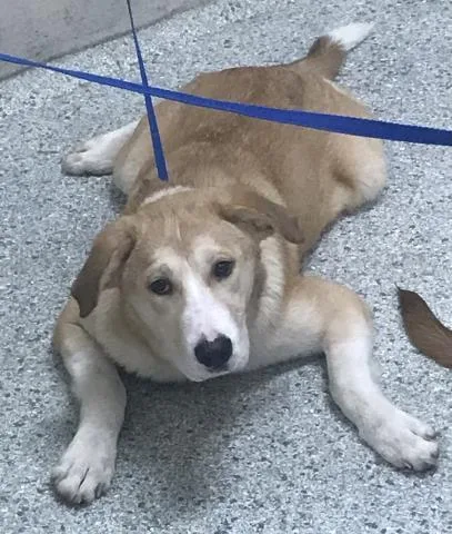 A young medium-sized female Labrador Retriever dog named Francis for adoption in Conroe, TX