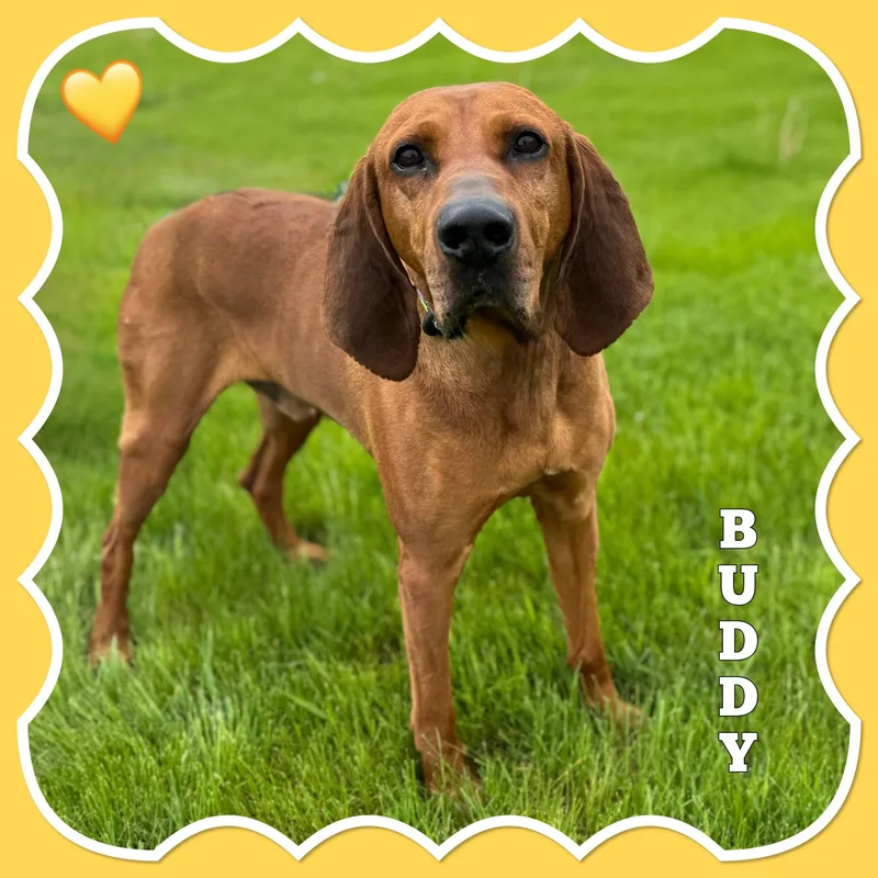 Buddy