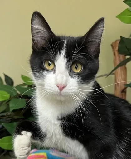 An adult medium-sized female Domestic Short Hair cat named Drama for adoption in Hastings, NE