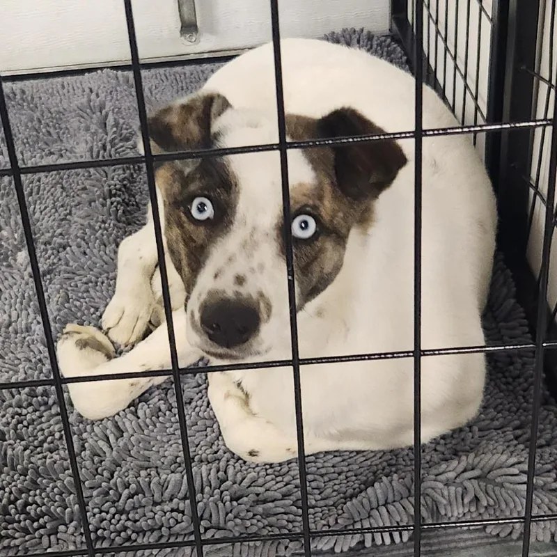A young medium-sized female White / Cream Mixed Breed dog named Sasha for adoption in Centralia, WA