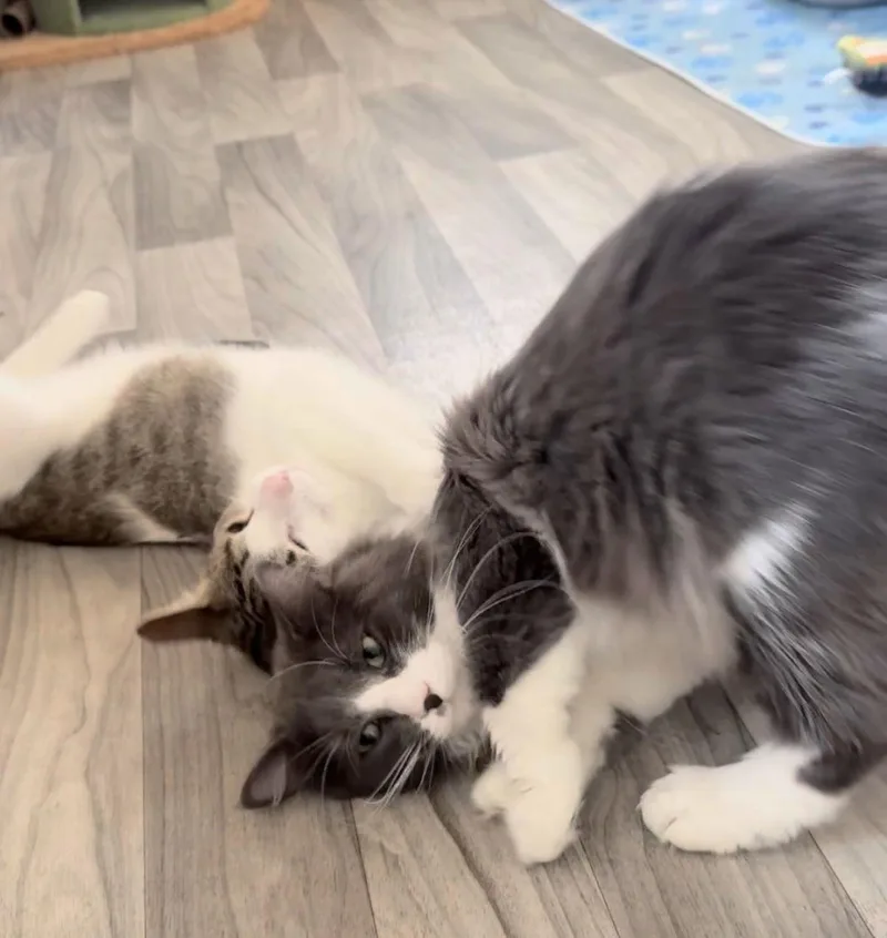 Bubba Duke thumbnail 3