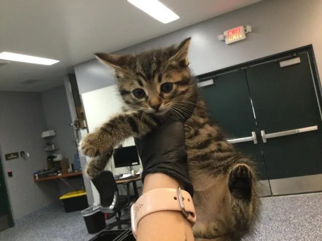 A baby small-sized male Domestic Short Hair cat named Mark for adoption in Thousand Palms, CA