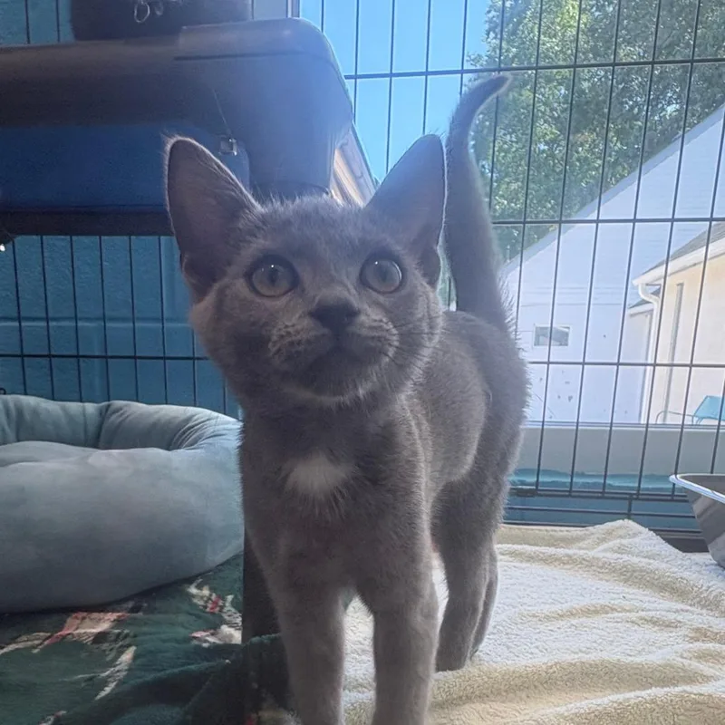 A baby small-sized female Gray / Blue / Silver Domestic Short Hair cat named Blaze FKA Pogo Stick for adoption in Chesapeake, VA