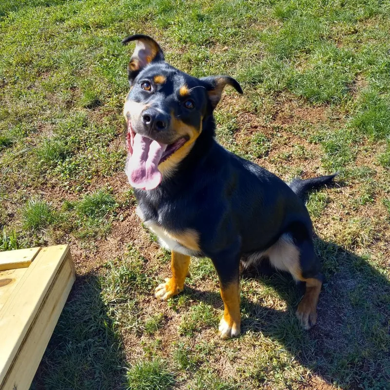 An adult large-sized male Black Mixed Breed dog named Rocky for adoption in York, PA