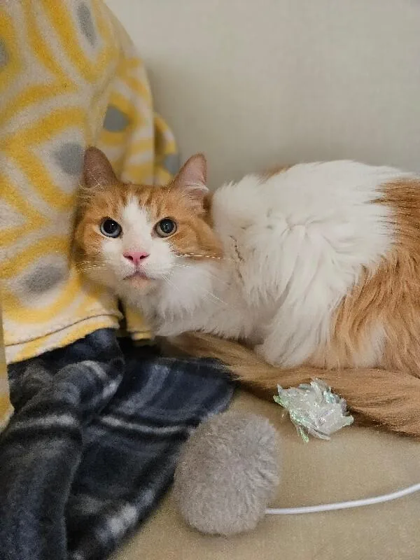 A senior medium-sized male Orange / Red Domestic Long Hair cat named Han Solo for adoption in Fort Collins, CO