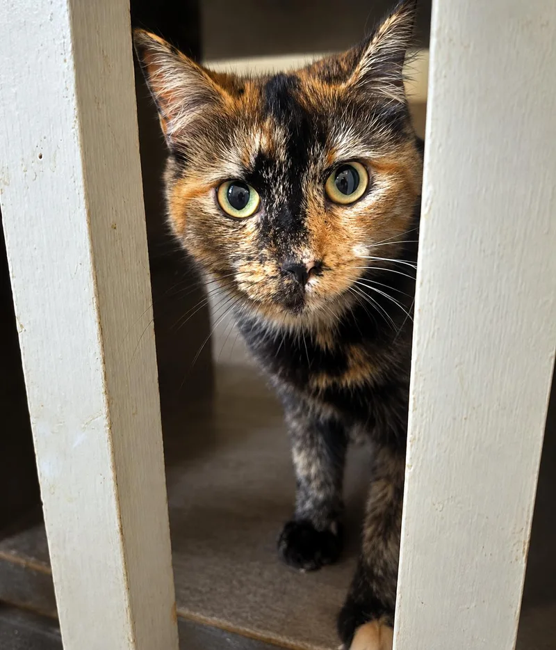 A young medium-sized female Tortoiseshell Domestic Short Hair cat named Delilah for adoption in Pittsburgh, PA