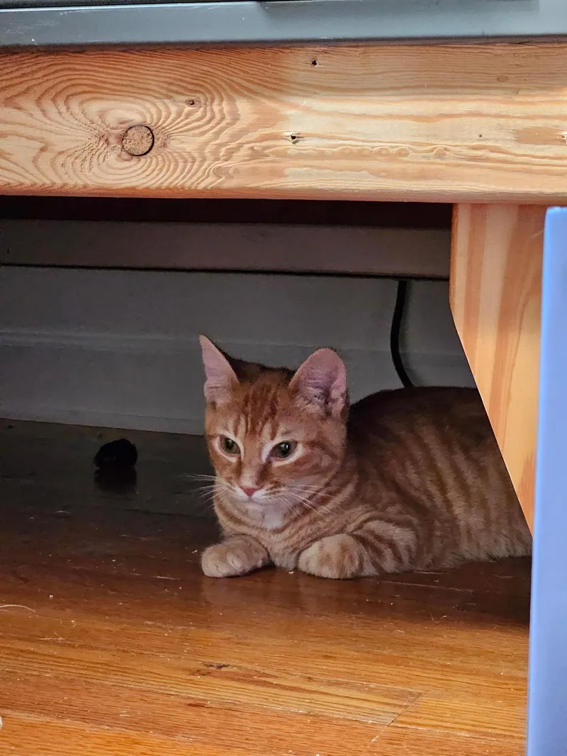 A young medium-sized male Tabby (Orange / Red) Tabby cat named Link for adoption in Columbia, SC