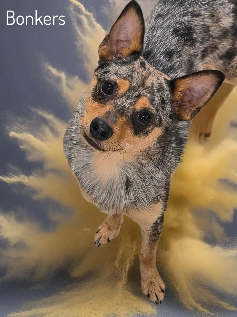 A young small-sized male Chihuahua dog named Bonkers for adoption in Phelan, CA