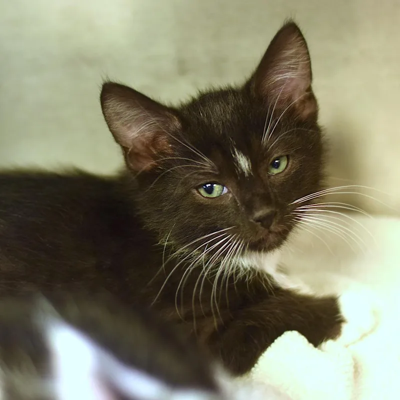 A baby small-sized male White Domestic Short Hair cat named Astro for adoption in Belleville, IL