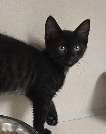 A baby small-sized female Domestic Medium Hair cat named Lyra I am for adoption in East Brookfield, MA