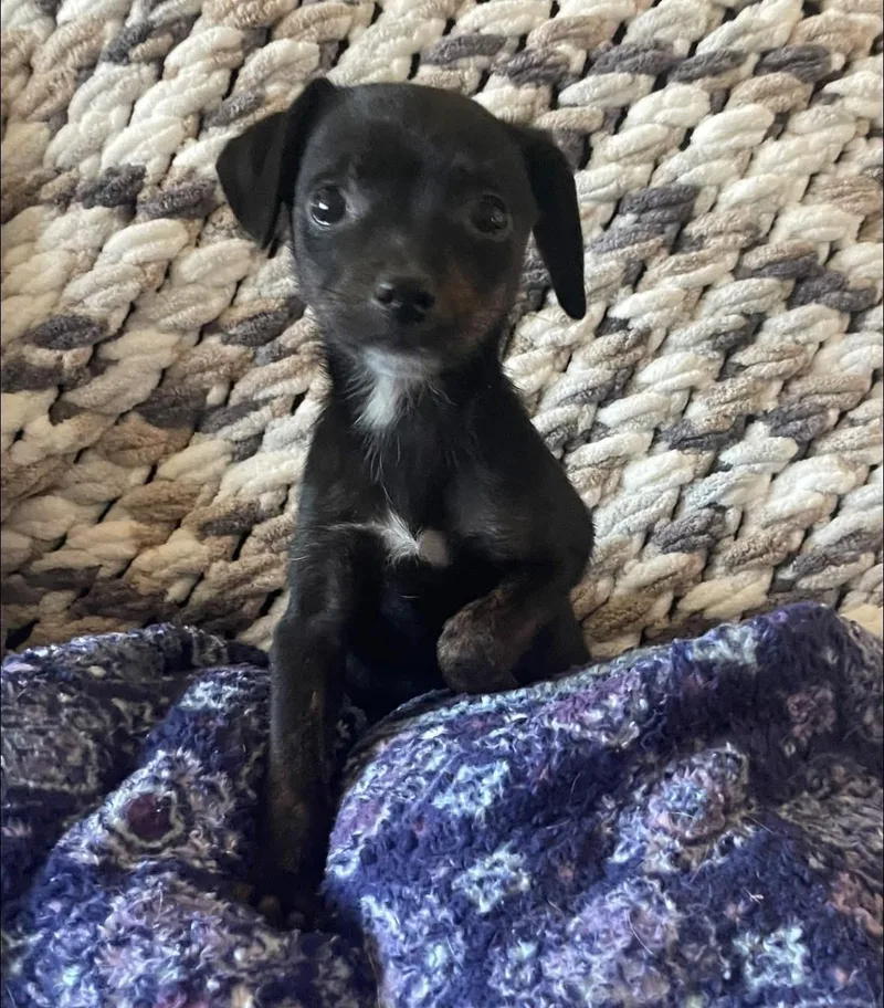 A baby small-sized female Black Chihuahua dog named Candy for adoption in Woodbury, NJ