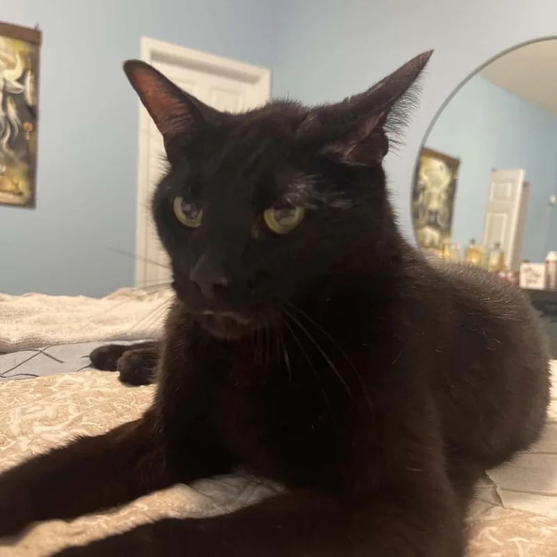 An adult large-sized male Black Domestic Short Hair cat named Tommy for adoption in Hamburg, NY