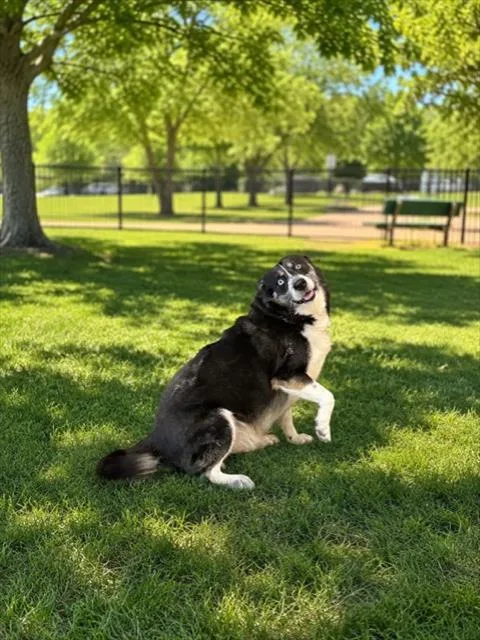 Winston