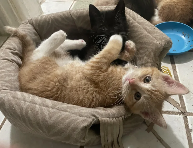 A baby small-sized male Orange / Red Domestic Short Hair cat named Rusty for adoption in Troy, NY