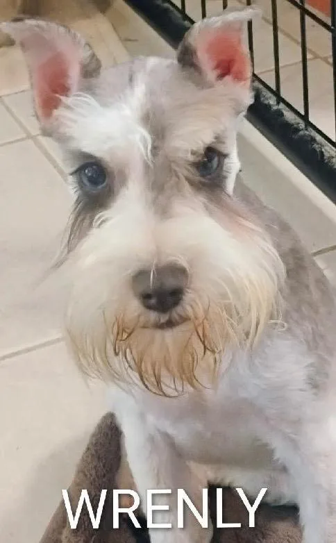 An adult small-sized female Schnauzer dog named Wrenly for adoption in Thompson Falls, MT