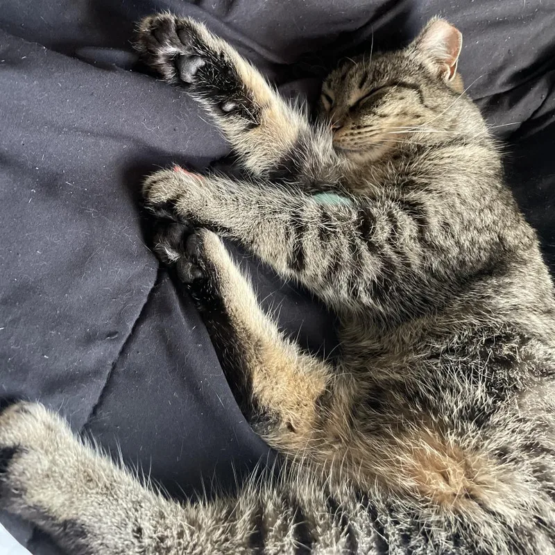 Millie B thumbnail 2