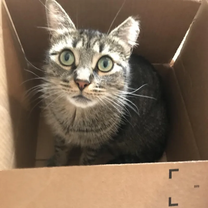 Millie B thumbnail 4