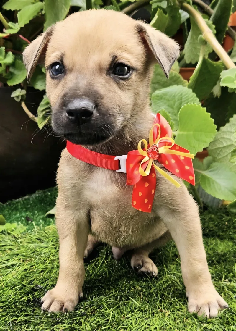 Boop "the Hug & thumbnail 2