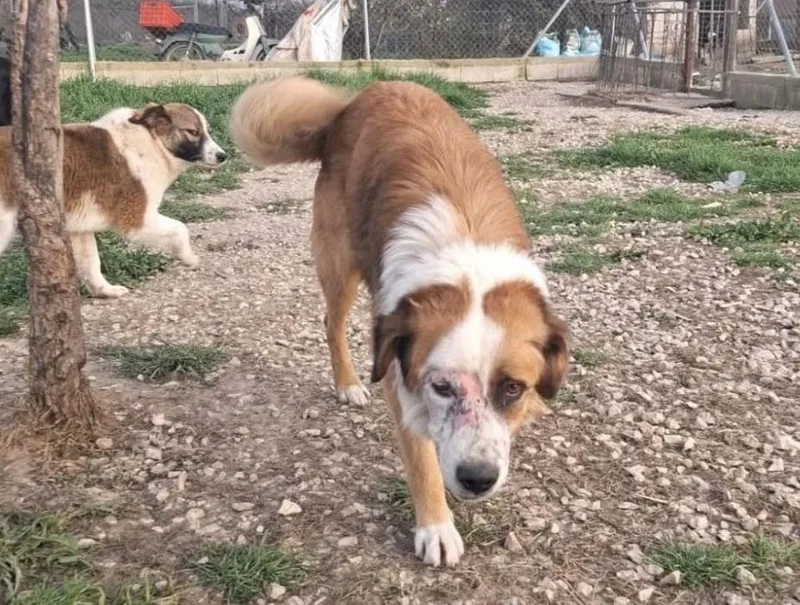 Sammy Alabania thumbnail 2