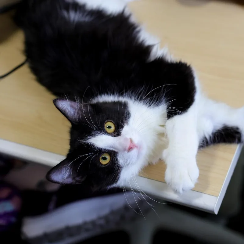 A baby small-sized male Black Domestic Short Hair cat named Grogu for adoption in Los Angeles, CA