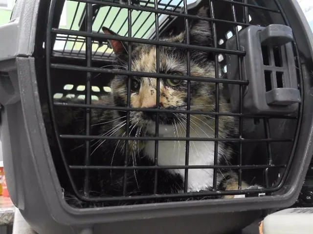 A senior large-sized female Domestic Short Hair cat named Coco for adoption in Omaha, NE