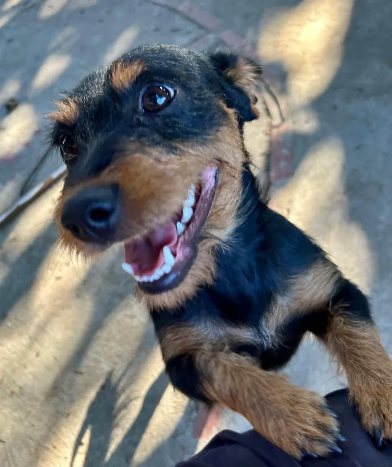 A young medium-sized female Bicolor Miniature Poodle dog named Rotti for adoption in rowland heights, CA