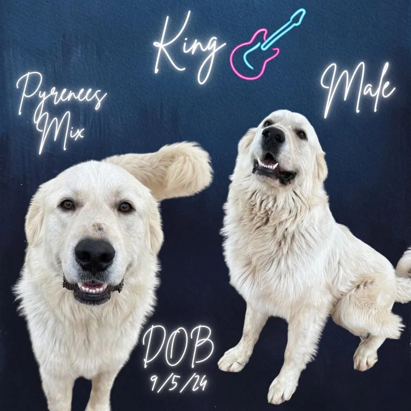 An adult extra large-sized male White / Cream Great Pyrenees dog named King for adoption in Caldwell, TX