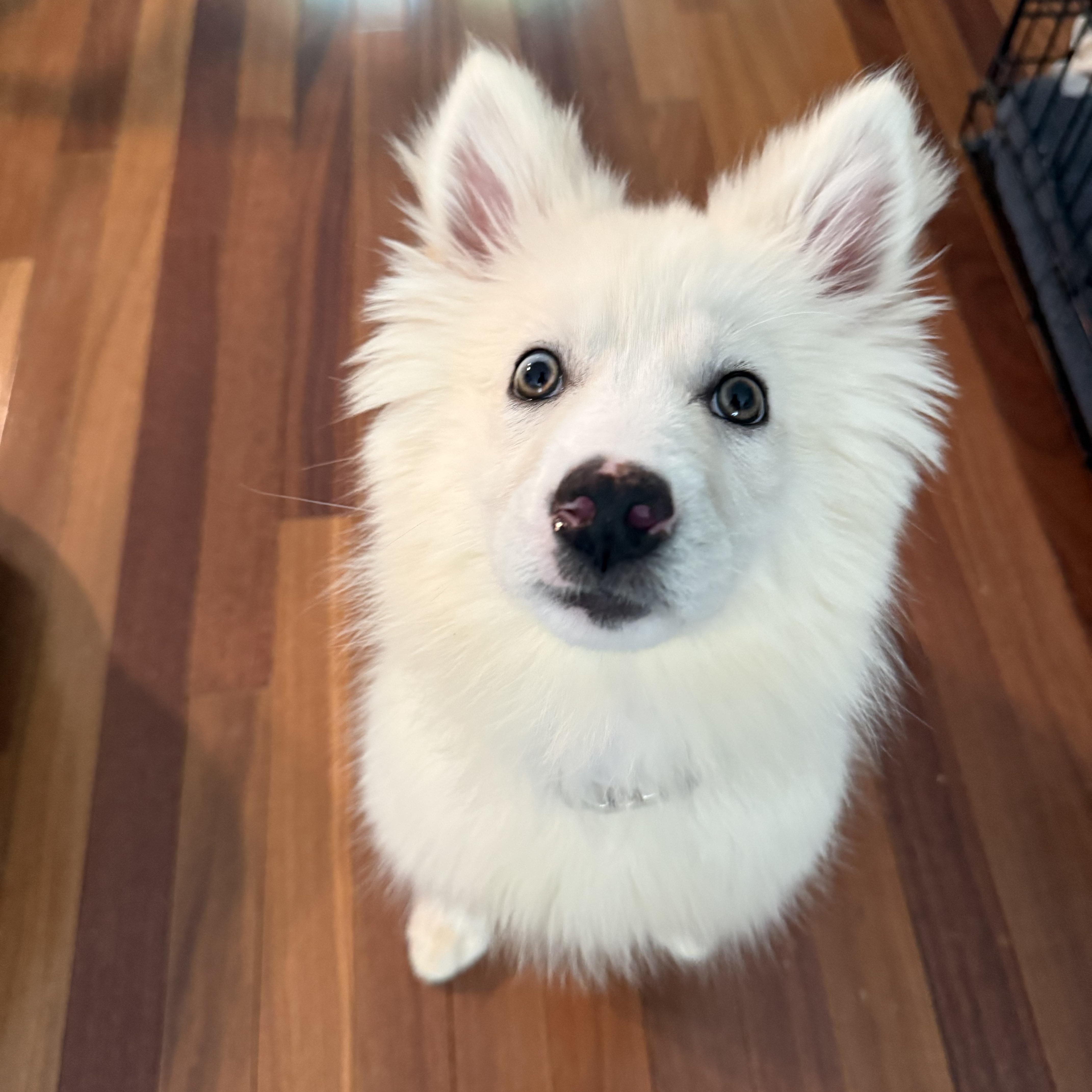 A baby medium-sized female Apricot / Beige Husky dog named Summer for adoption in Rock Hill, SC