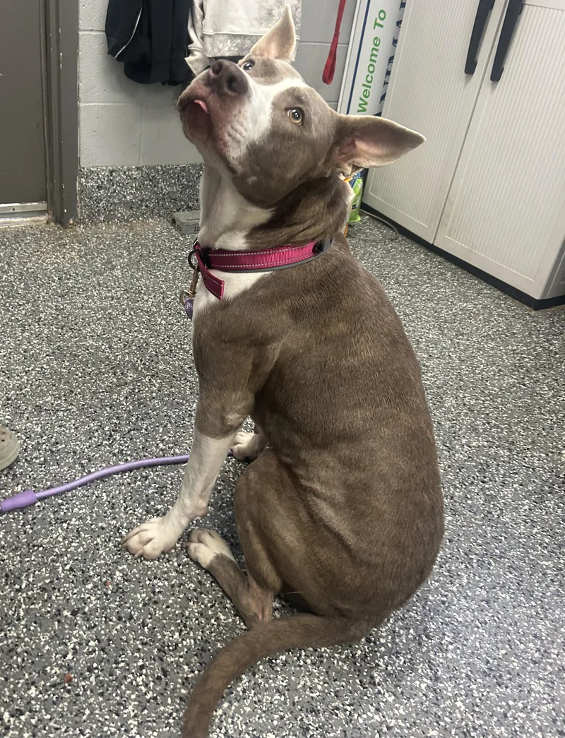 An adult medium-sized female Gray / Blue / Silver American Staffordshire Terrier dog named Saphrina for adoption in Siloam Springs, AR