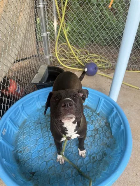 A young medium-sized male Pit Bull Terrier dog named Zuby for adoption in Charlotte, NC
