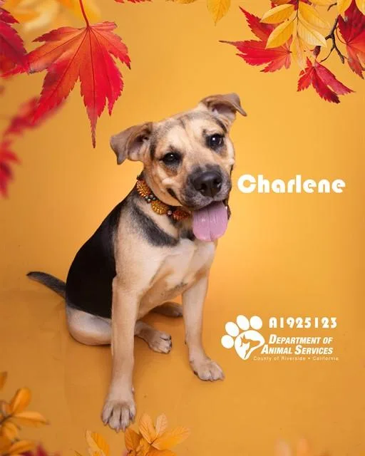 A young medium-sized female Shepherd dog named Charlene for adoption in Riverside, CA