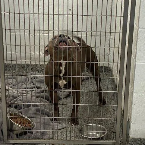 An adult large-sized male Gray / Blue / Silver Mixed Breed dog named Pumba for adoption in Jeffersonville, IN