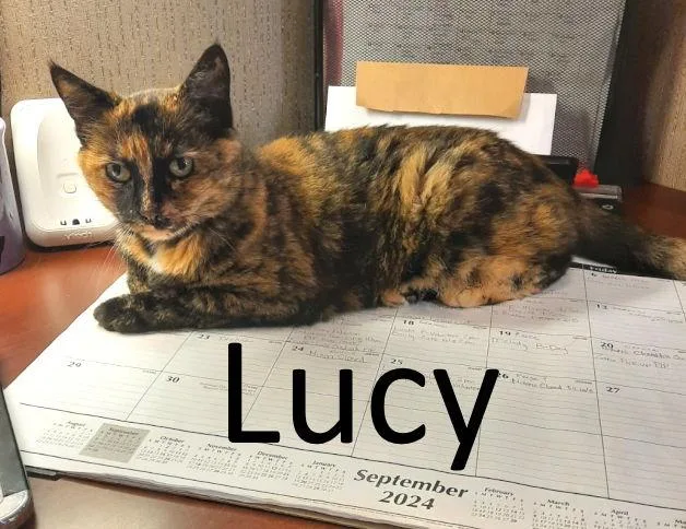 Lucy thumbnail 3