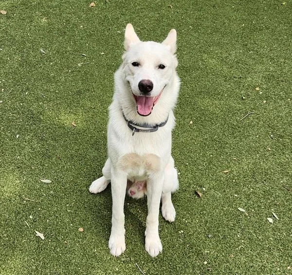 A young large-sized male Mixed Breed dog named Toasted Coconut for adoption in Austin, TX