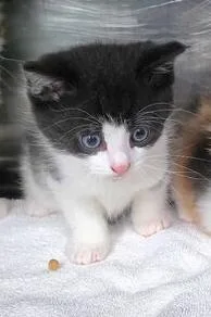 A baby small-sized male Black & White / Tuxedo Domestic Short Hair cat named Hekili for adoption in Wilmington, NC