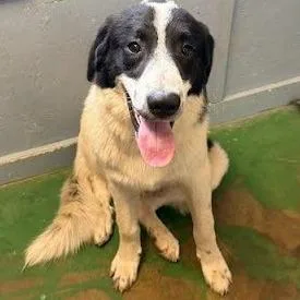An adult large-sized male White / Cream Great Pyrenees dog named Panda for adoption in Hattiesburg, MS
