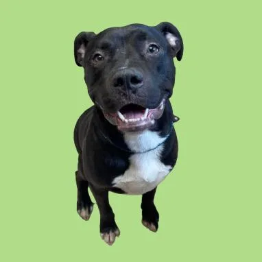 An adult large-sized male Black American Staffordshire Terrier dog named Stein for adoption in Tuscaloosa, AL